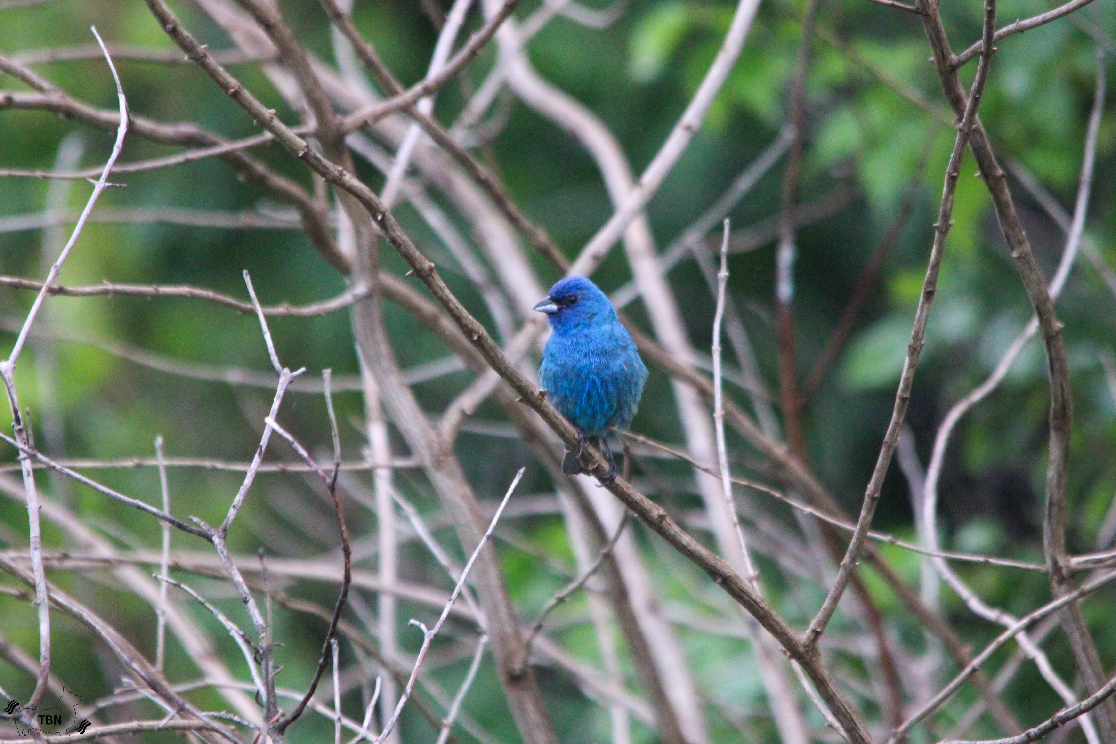Indigo Bunting